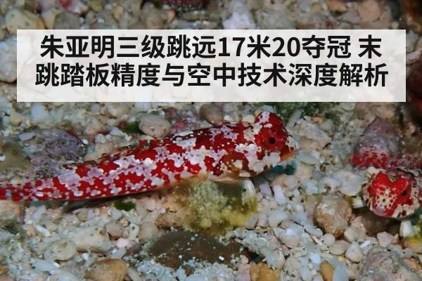 朱亚明三级跳远17米20夺冠 末跳踏板精度与空中技术深度解析